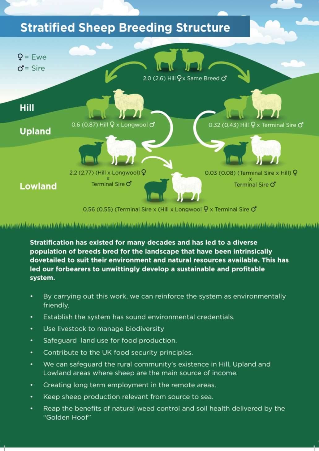 A brief description of the Stratified Sheep System 